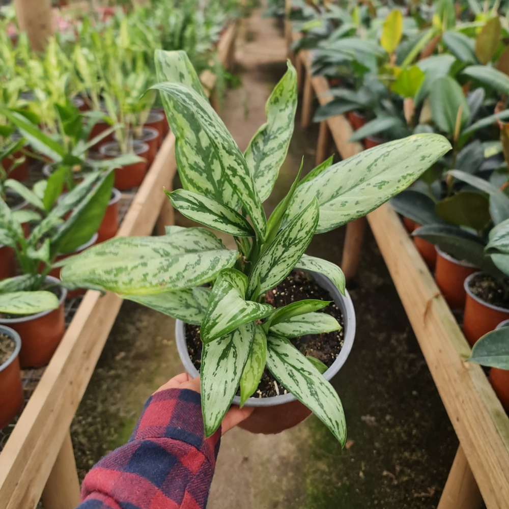 Aglonema Verde – Frescura tropical y estilo natural para cada rincón de tu hogar