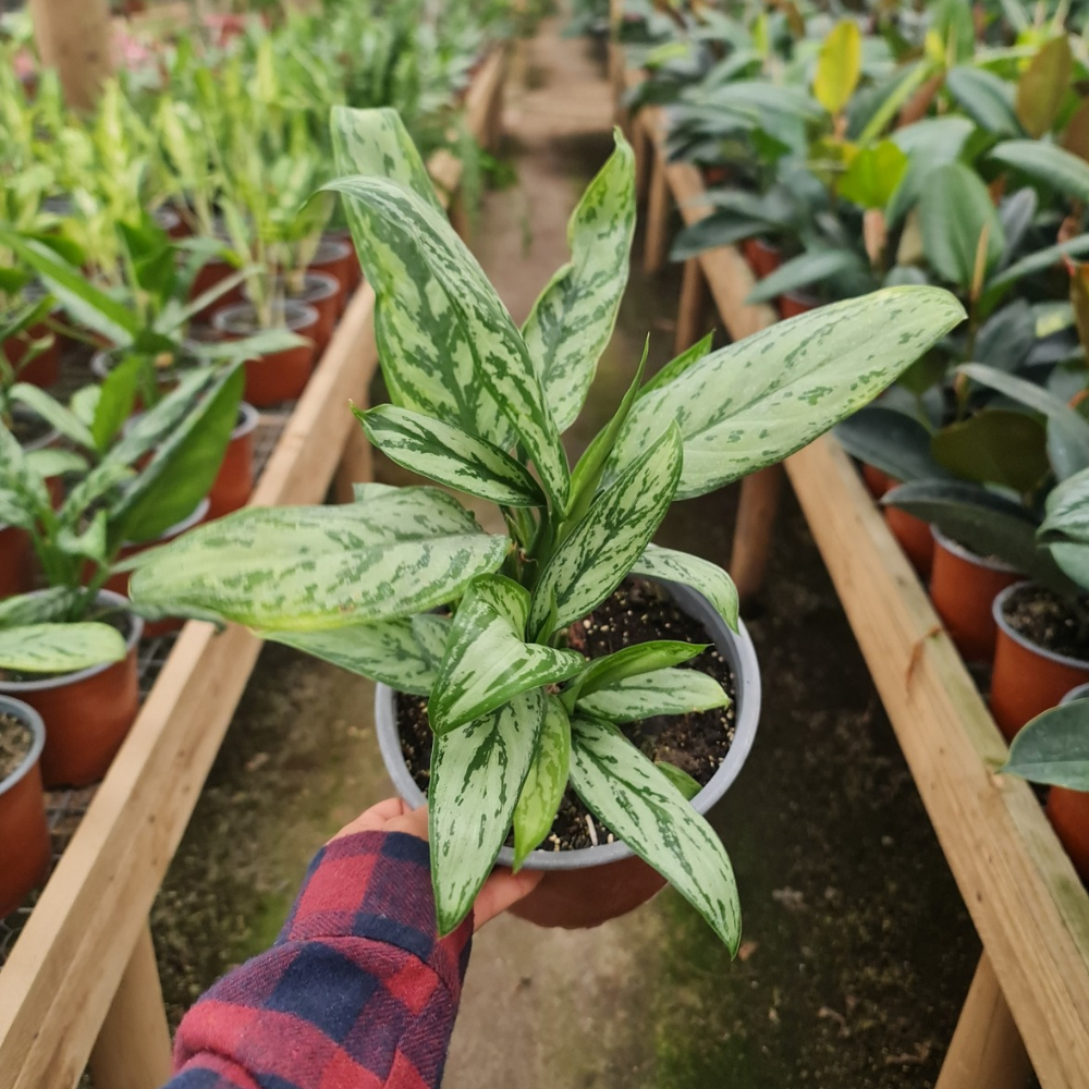 Aglonema Verde