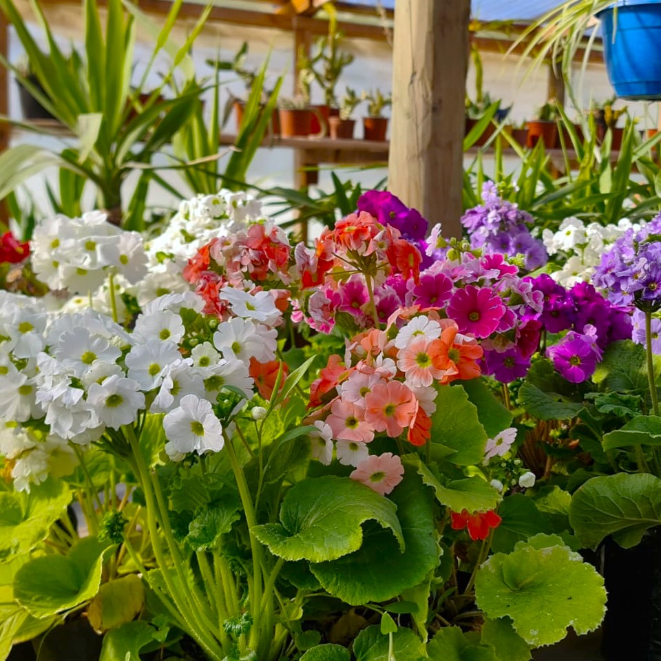Primula Obconica – Un Estallido de Color que Ilumina Cualquier Rincón