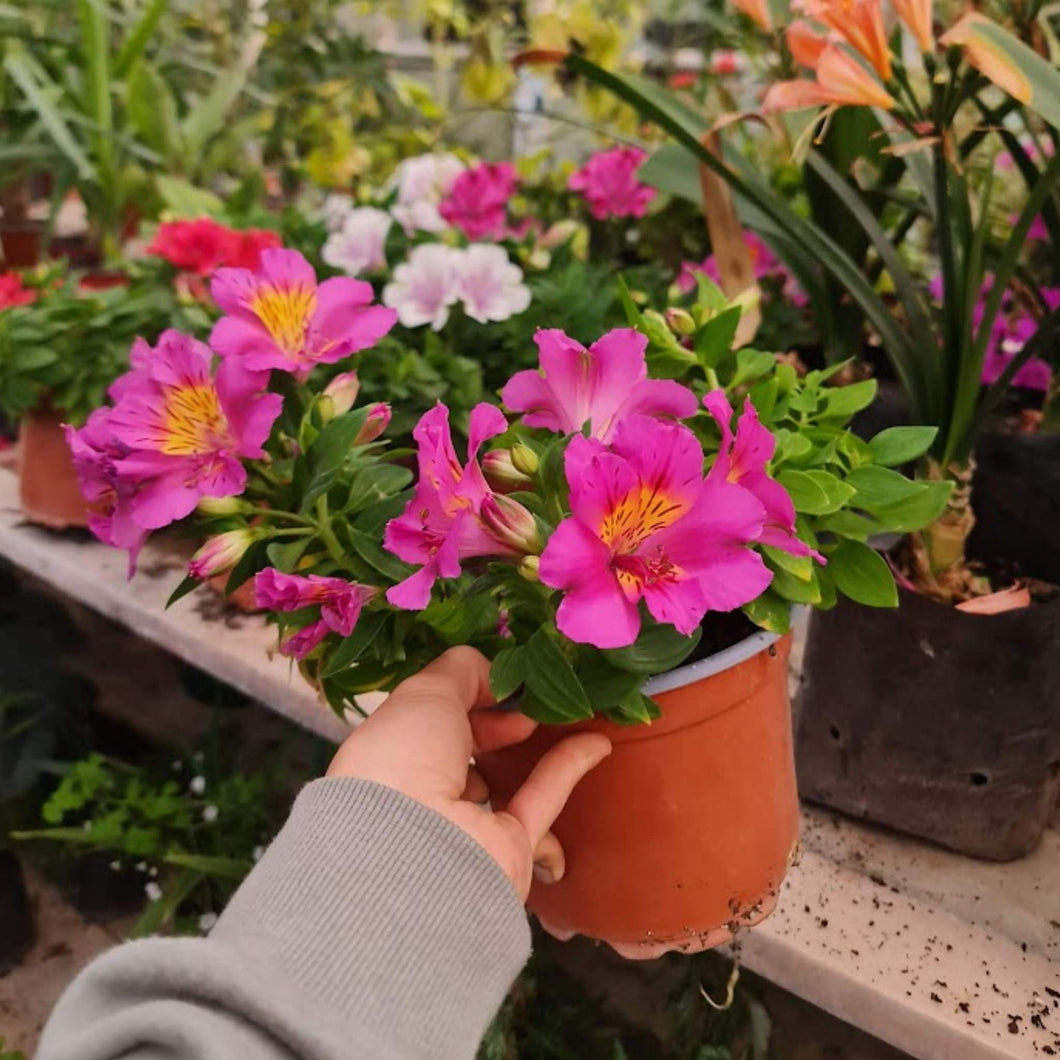 Astromelia – Colores Vibrantes que Dan Vida a tu Hogar y Jardín