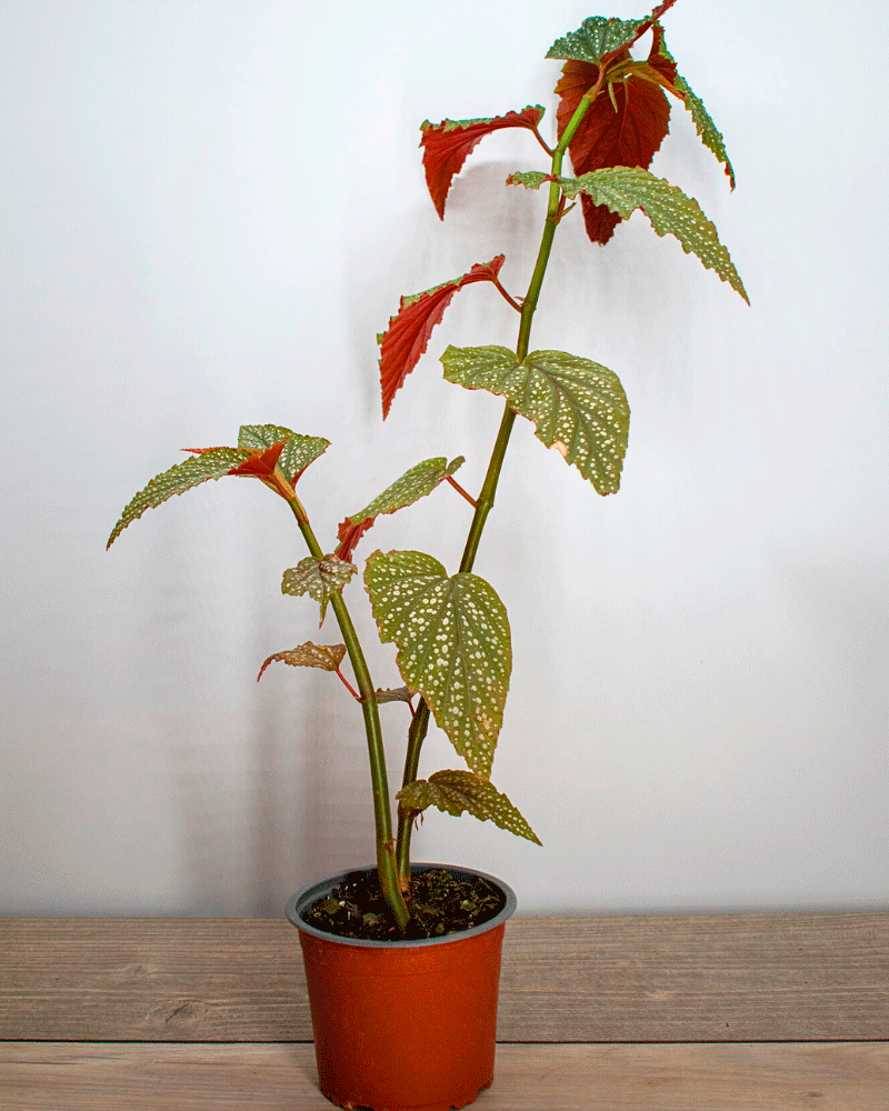 Begonia Alita de Ángel – La delicadeza que ilumina tu hogar con un toque celestial