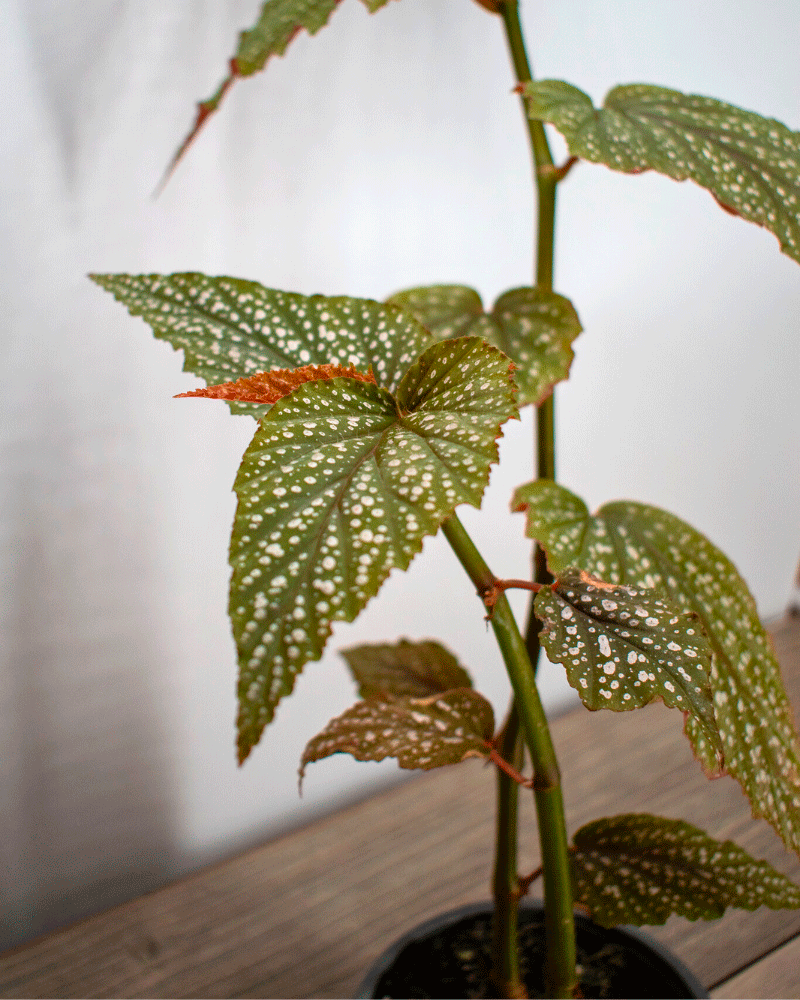 Begonia Alita de Ángel – La delicadeza que ilumina tu hogar con un toque celestial