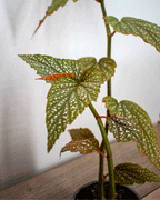 Begonia Alita de Ángel – La delicadeza que ilumina tu hogar con un toque celestial