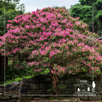 Crespón – El árbol que llena tu jardín de flores como papel crepé