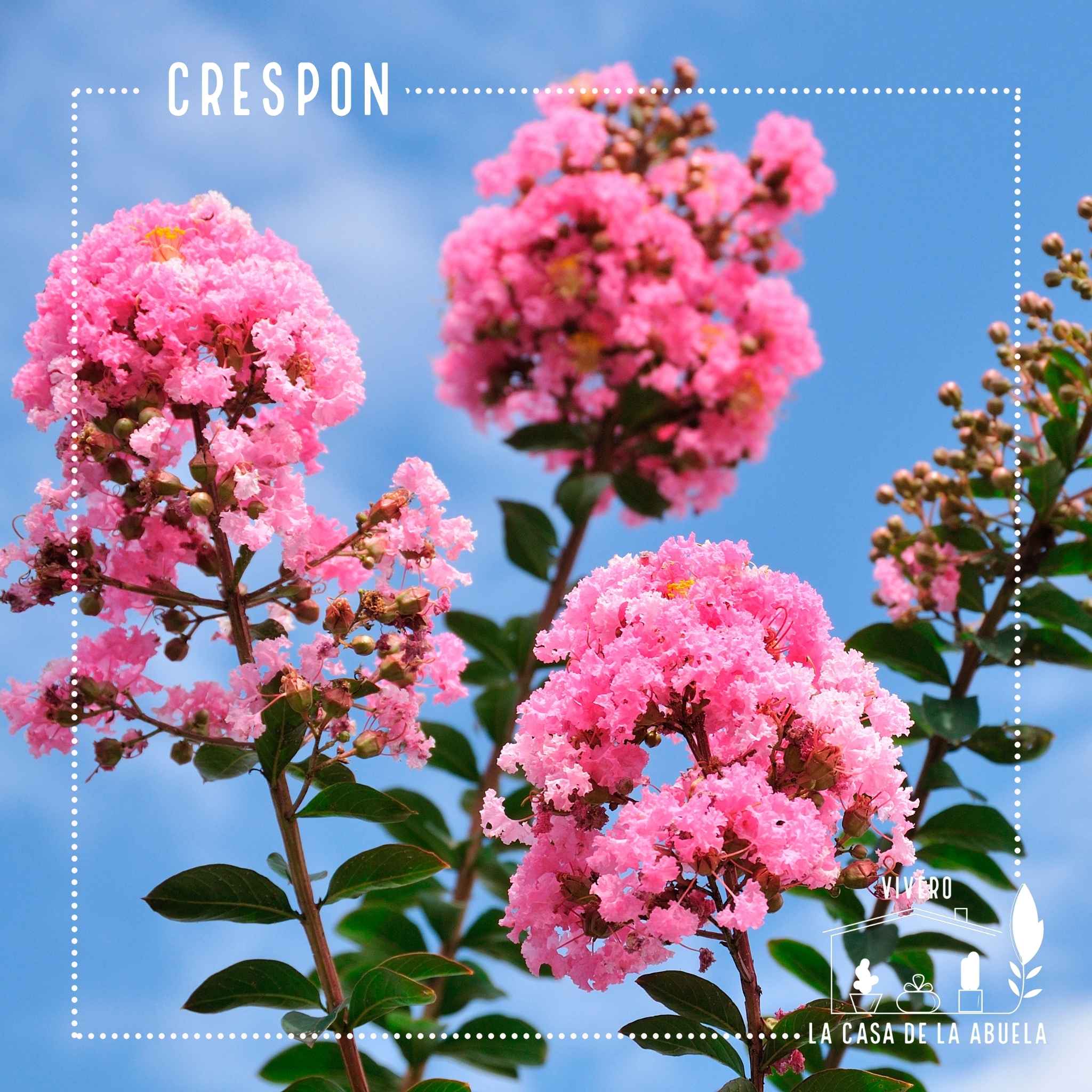 Crespón – El árbol que llena tu jardín de flores como papel crepé