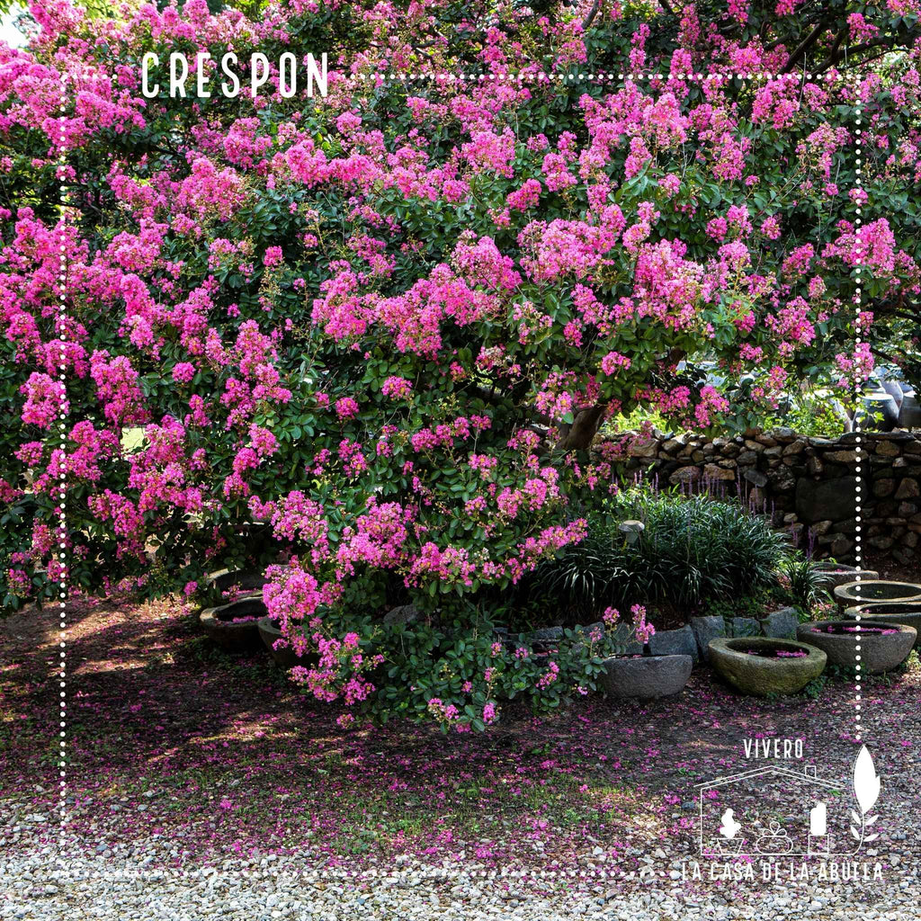 Crespón – El árbol que llena tu jardín de flores como papel crepé