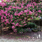 Crespón – El árbol que llena tu jardín de flores como papel crepé