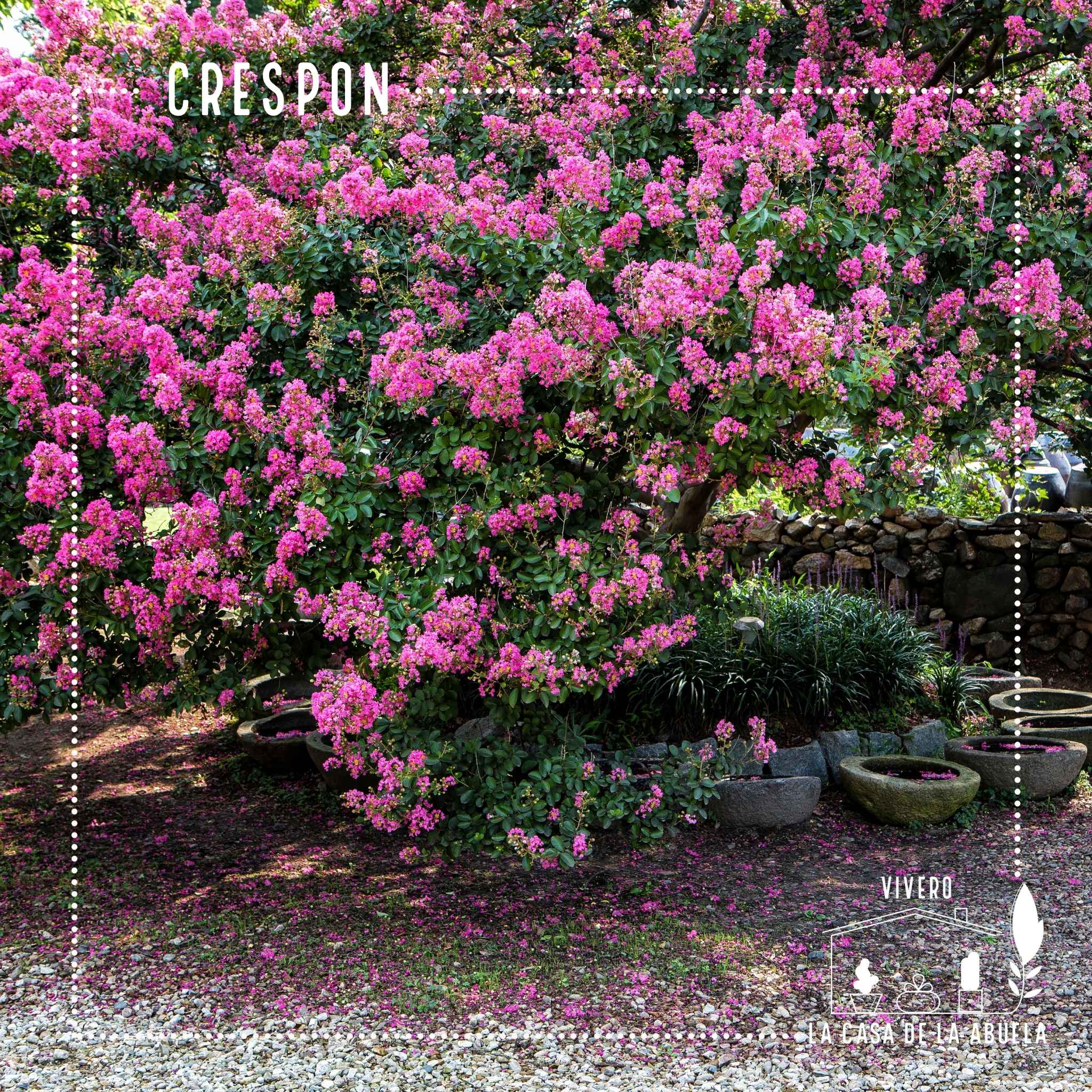 Crespón – El árbol que llena tu jardín de flores como papel crepé