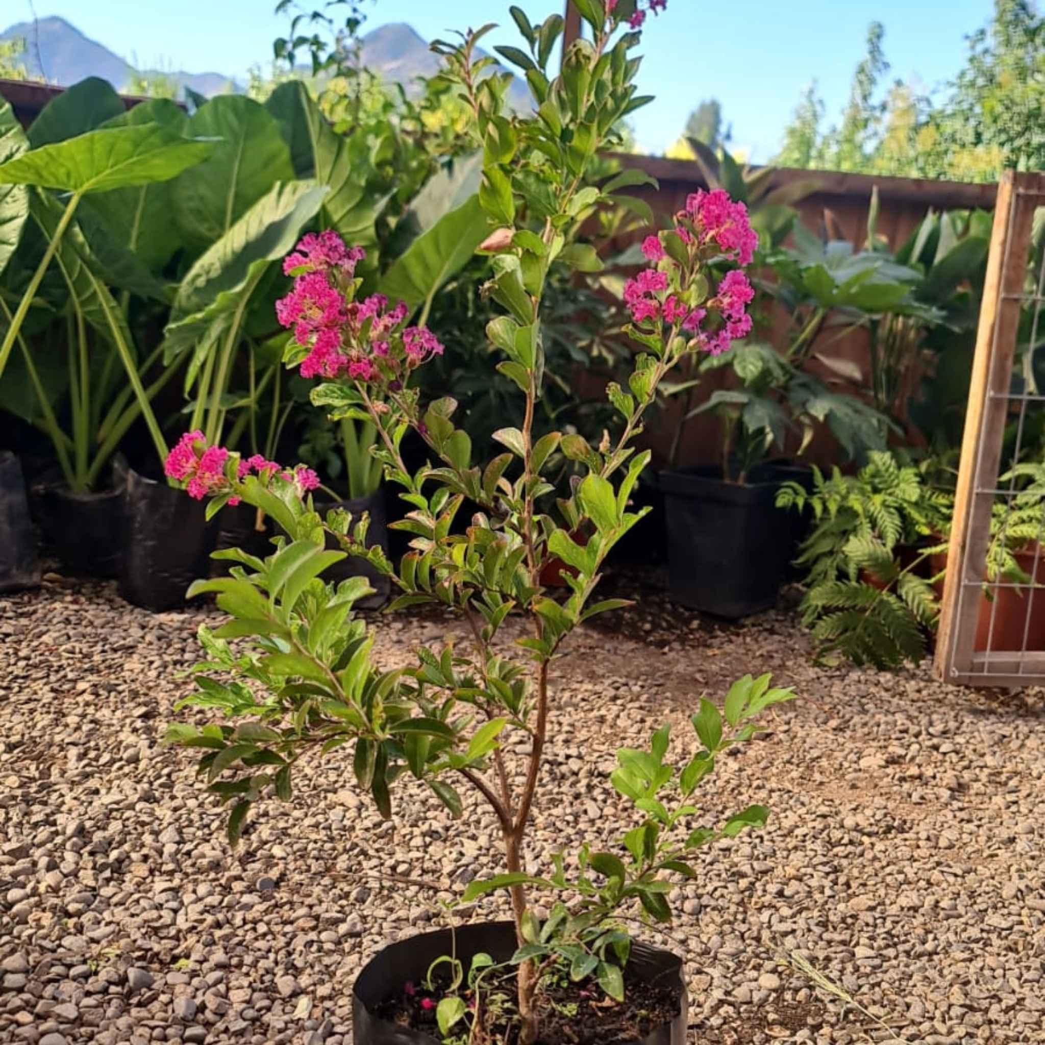 Crespón – El árbol que llena tu jardín de flores como papel crepé
