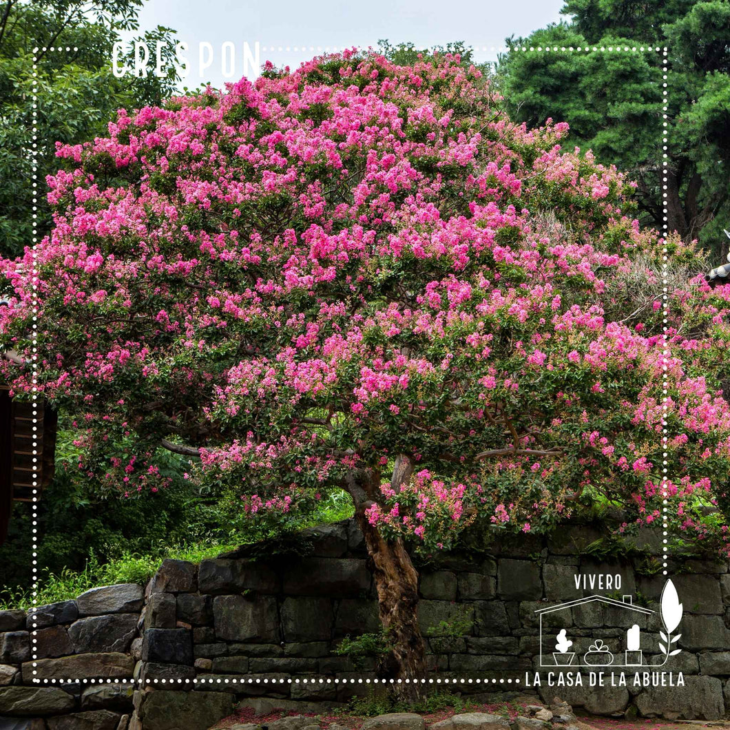 Crespón – El árbol que llena tu jardín de flores como papel crepé