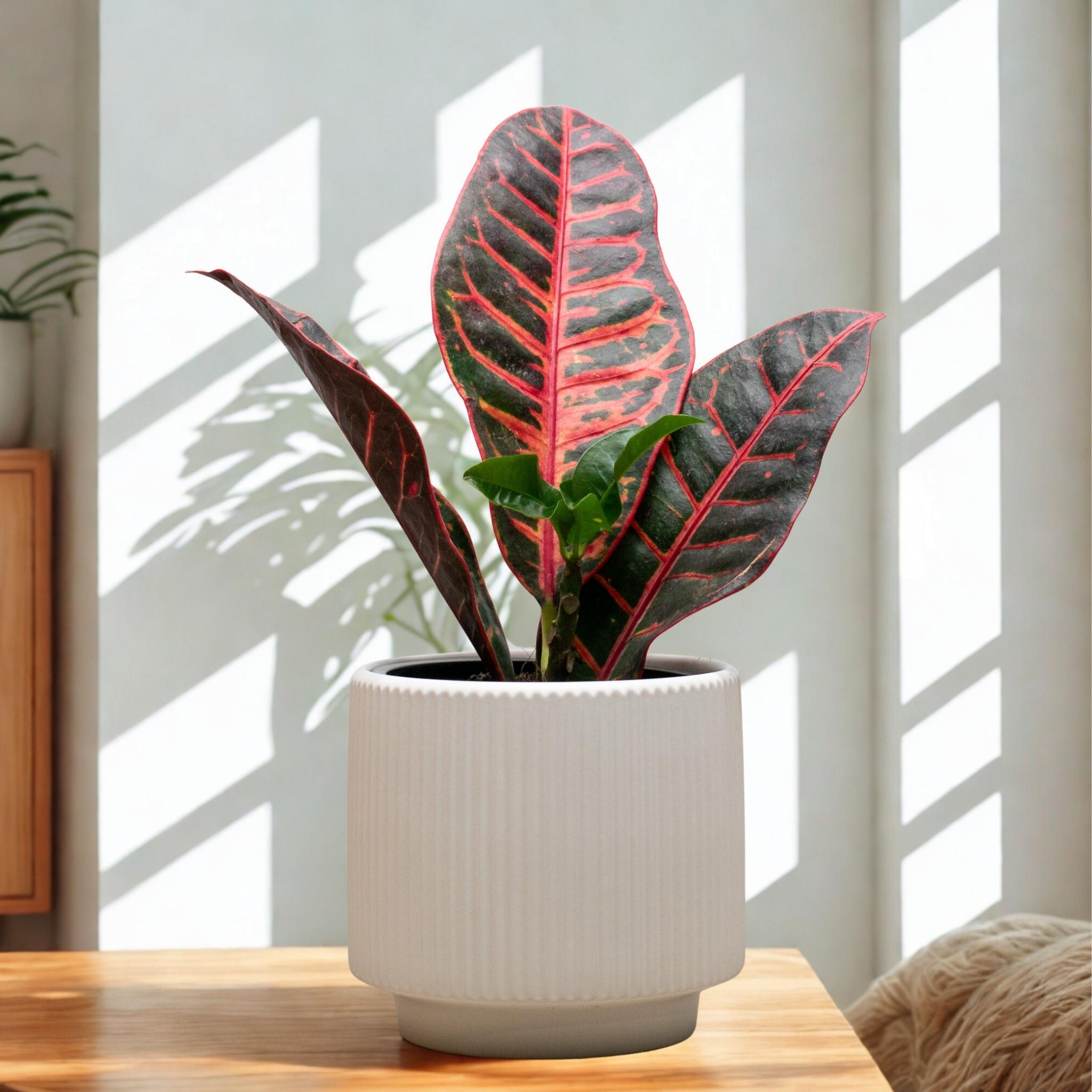 Croton – Color Tropical para Alegrar Tu Hogar
