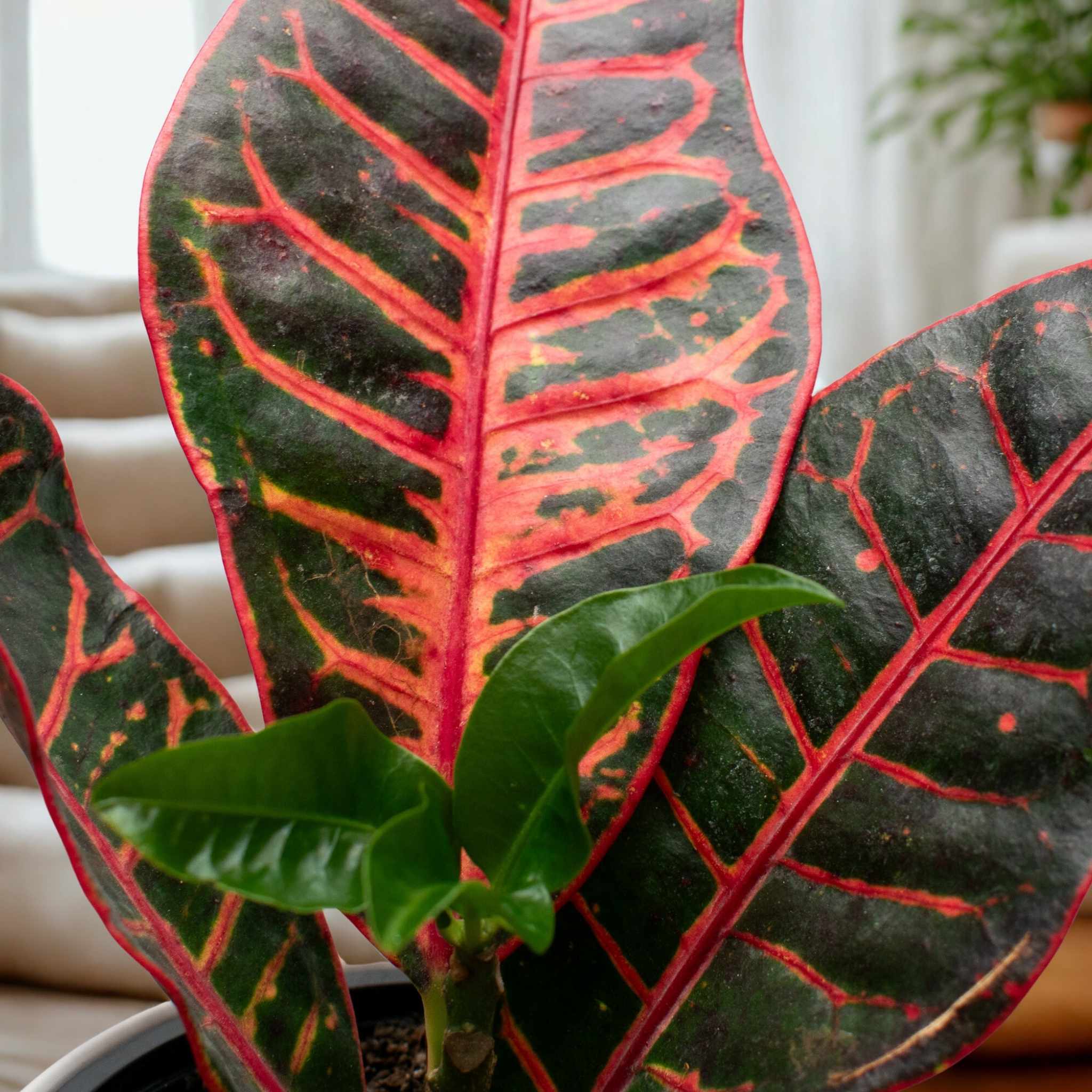Croton – Color Tropical para Alegrar Tu Hogar