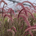 Pennisetum Rojo