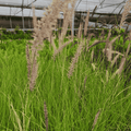 Pennisetum Verde