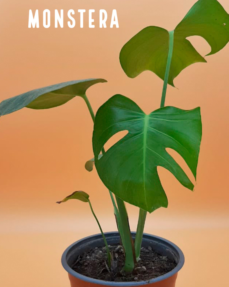 Monstera pequeña – La Planta Tropical que Transforma tu Hogar en un Oasis Verde