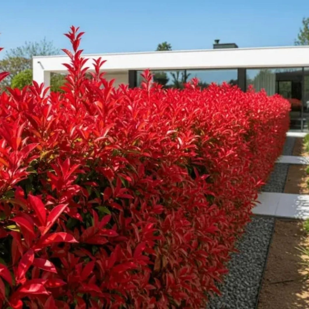 Fotinia – El Cerco Vivo Más Colorido y Elegante del Jardín