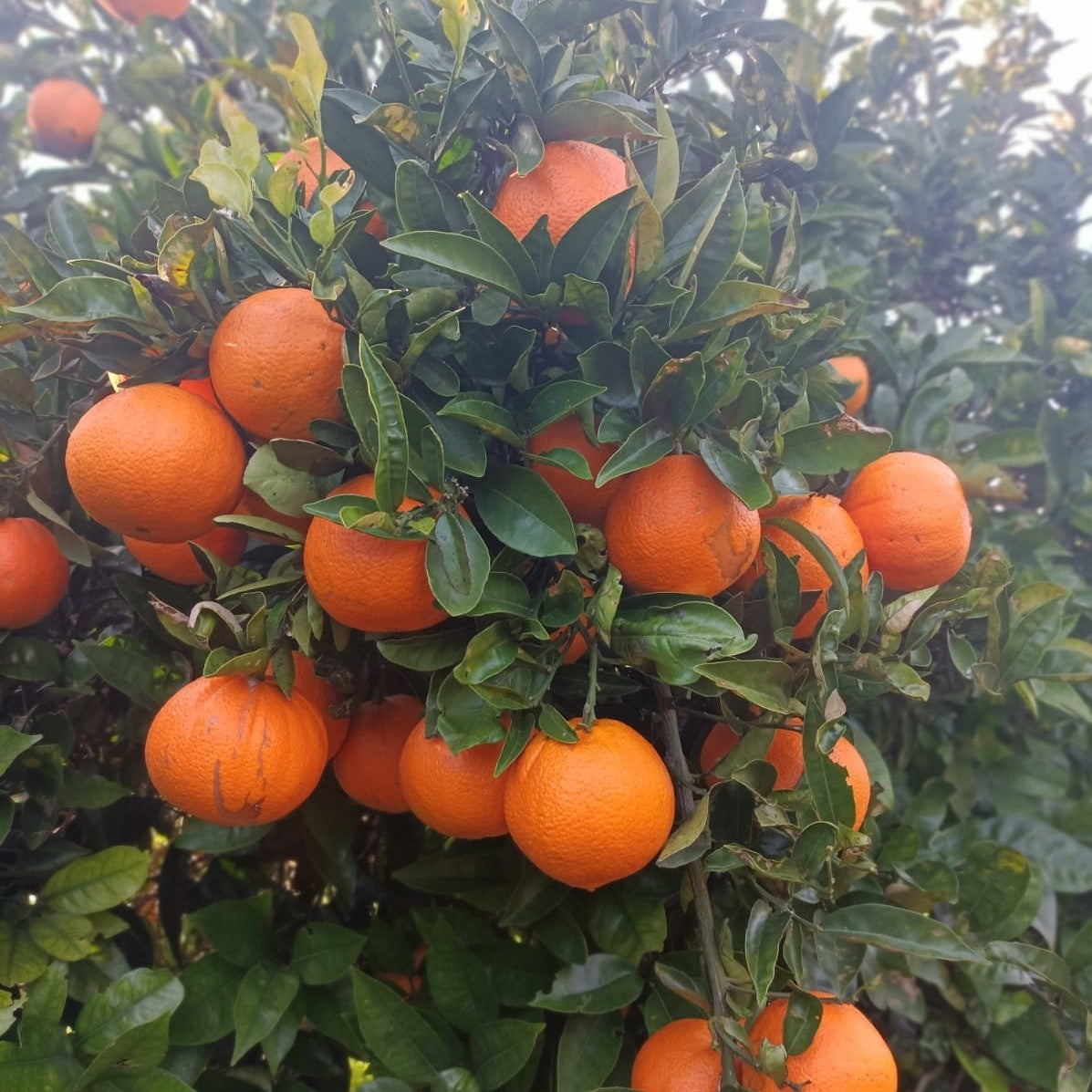 Naranjo Fukumoto – Naranjas Dulces Tempranas para Disfrutar desde Otoño