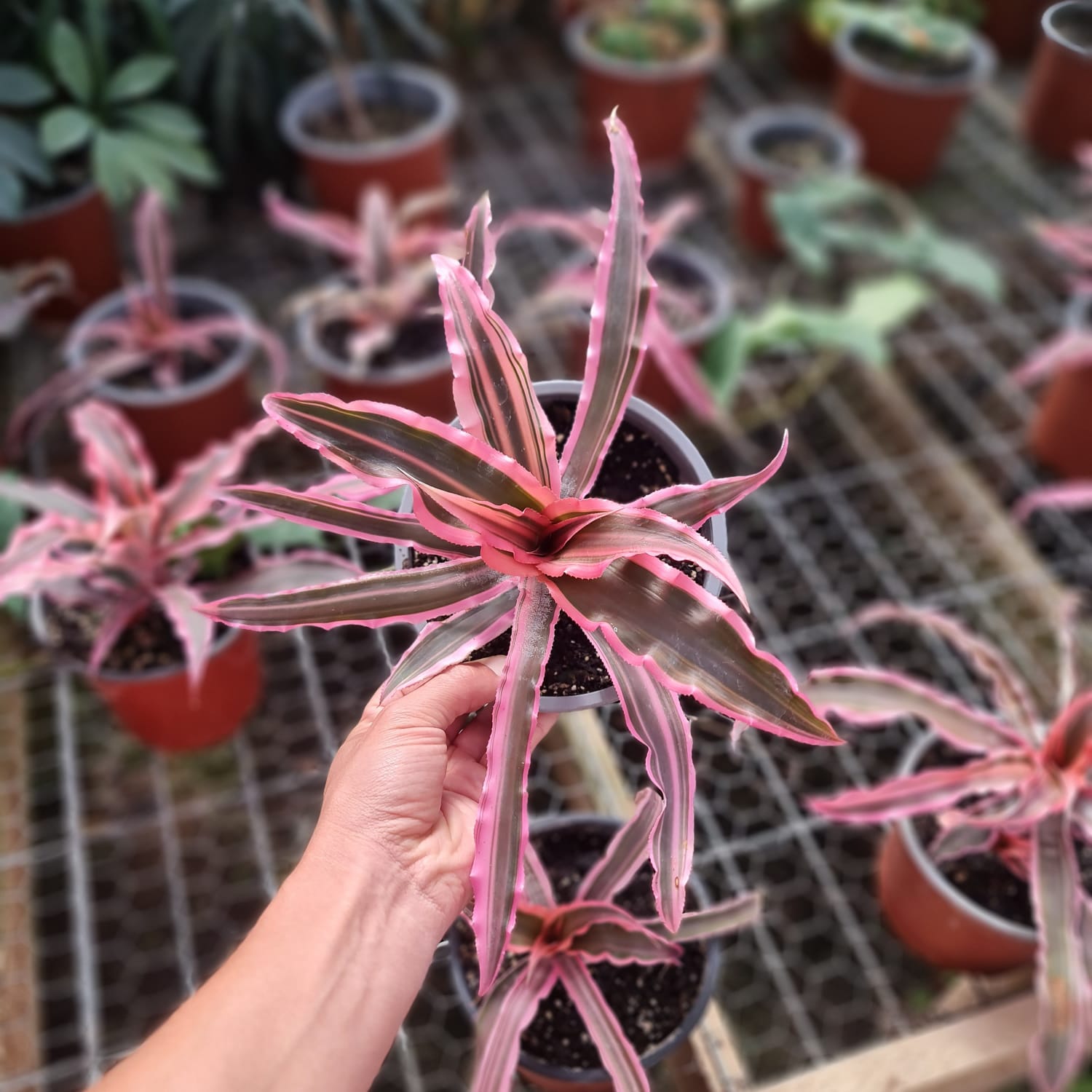 Pink Earth Star – Un Estallido de Color Rosa para tus Espacios Favoritos