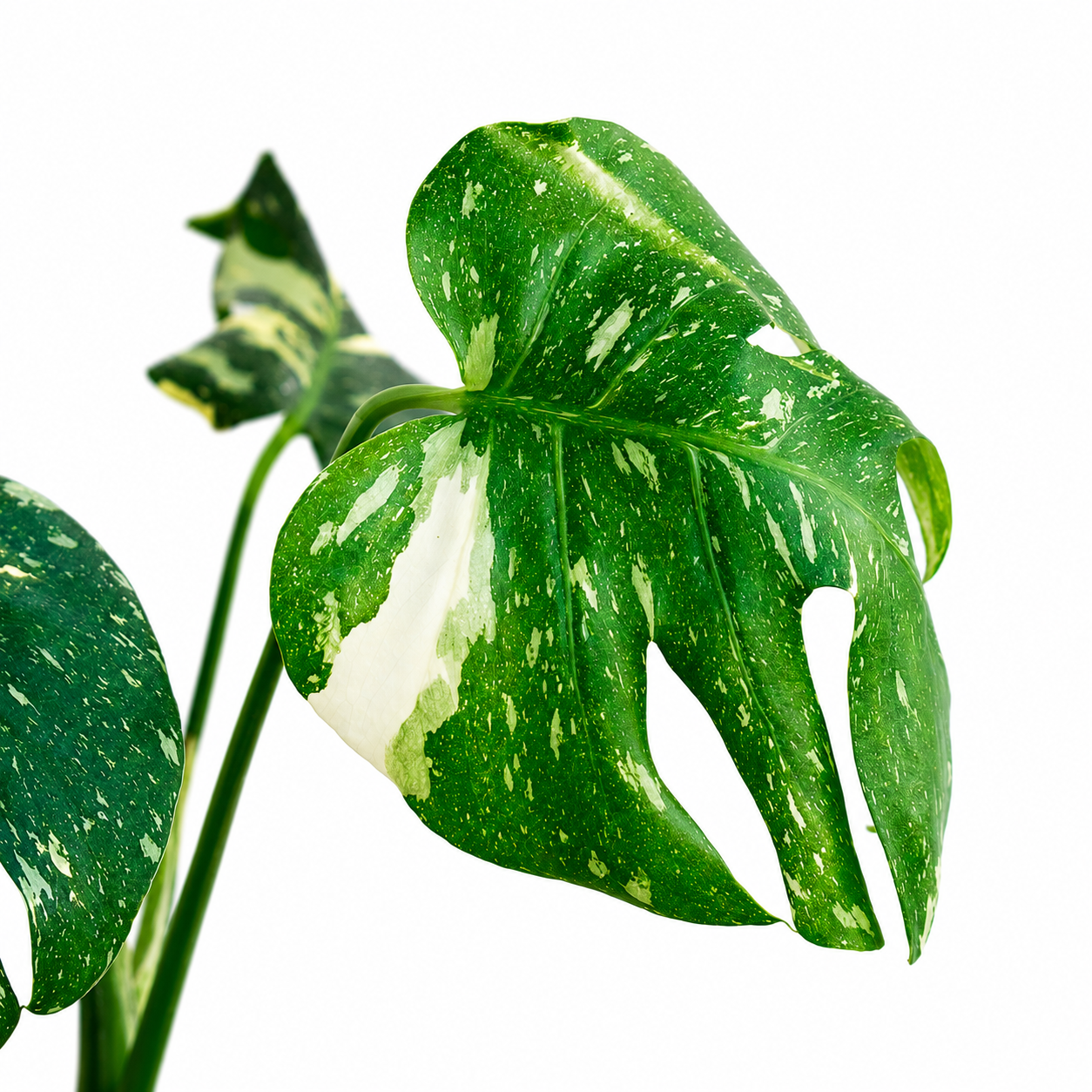 Monstera Thai Constellation – La Planta Exótica que Parece una Obra de Arte