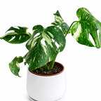 Monstera Thai Constellation – La Planta Exótica que Parece una Obra de Arte