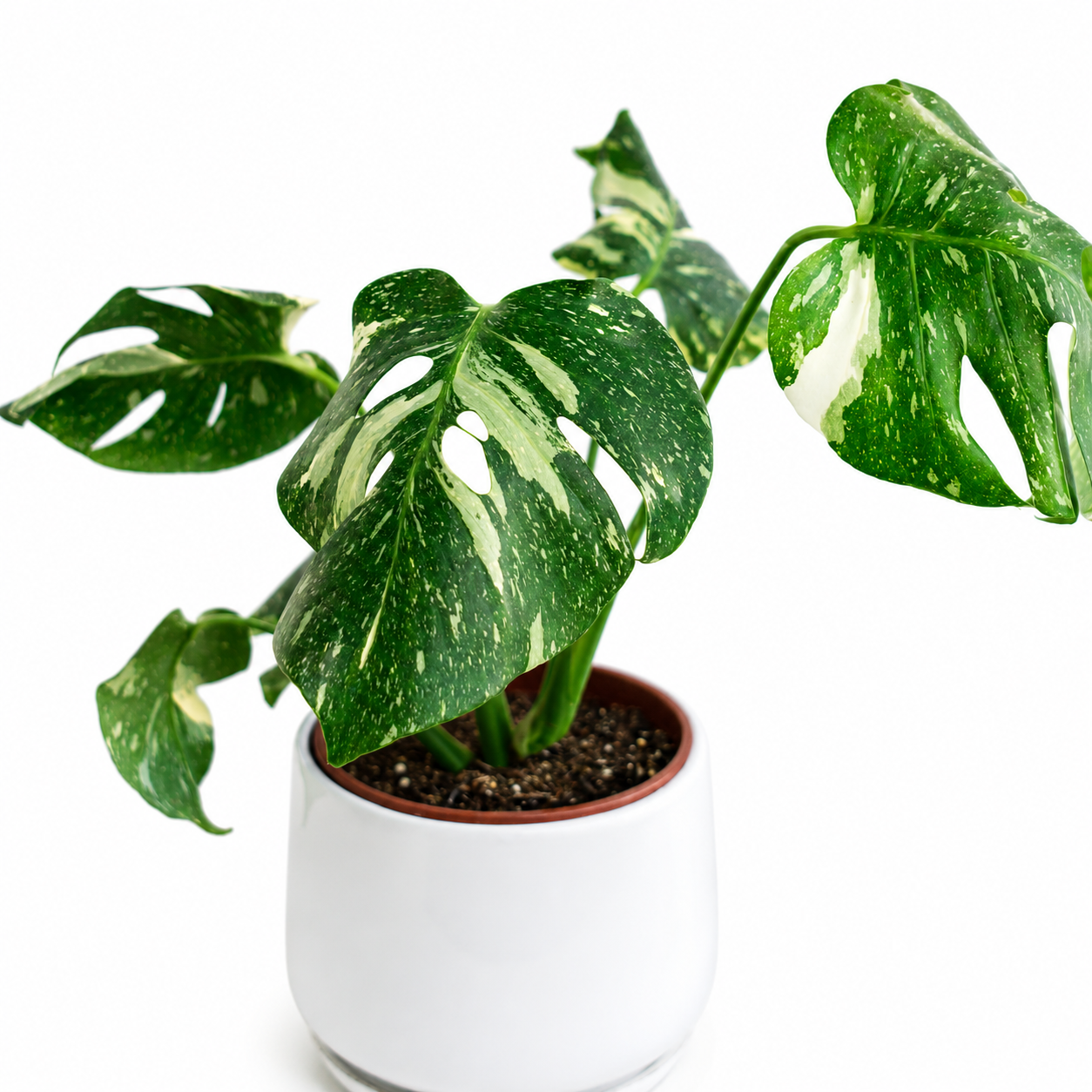 Monstera Thai Constellation – La Planta Exótica que Parece una Obra de Arte