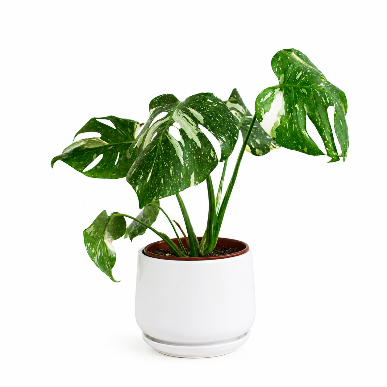 Monstera Thai Constellation – La Planta Exótica que Parece una Obra de Arte