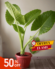 Cargar imagen en el visor de la galería, Manto de Eva XL – Alocasia Oferta Limitada
