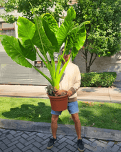 Cargar imagen en el visor de la galería, Manto de Eva XL – Alocasia Oferta Limitada
