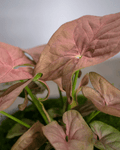 Singonio Rosado – Un Toque de Dulzura Natural para tu Hogar