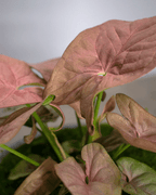 Singonio Rosado – Un Toque de Dulzura Natural para tu Hogar