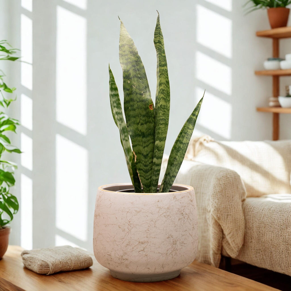 Sansevieria Zeylanica – Resistencia y Estilo para Tu Hogar u Oficina