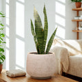 Sansevieria Zeylanica – Resistencia y Estilo para Tu Hogar u Oficina