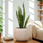 Sansevieria Zeylanica – Resistencia y Estilo para Tu Hogar u Oficina
