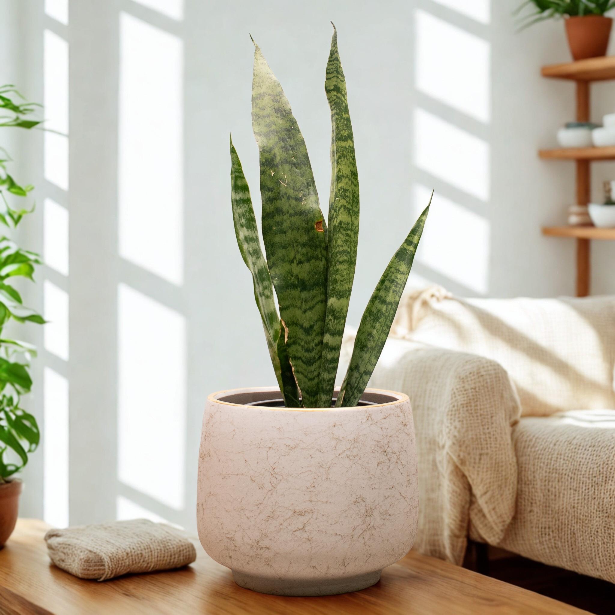 Sansevieria Zeylanica – Resistencia y Estilo para Tu Hogar u Oficina