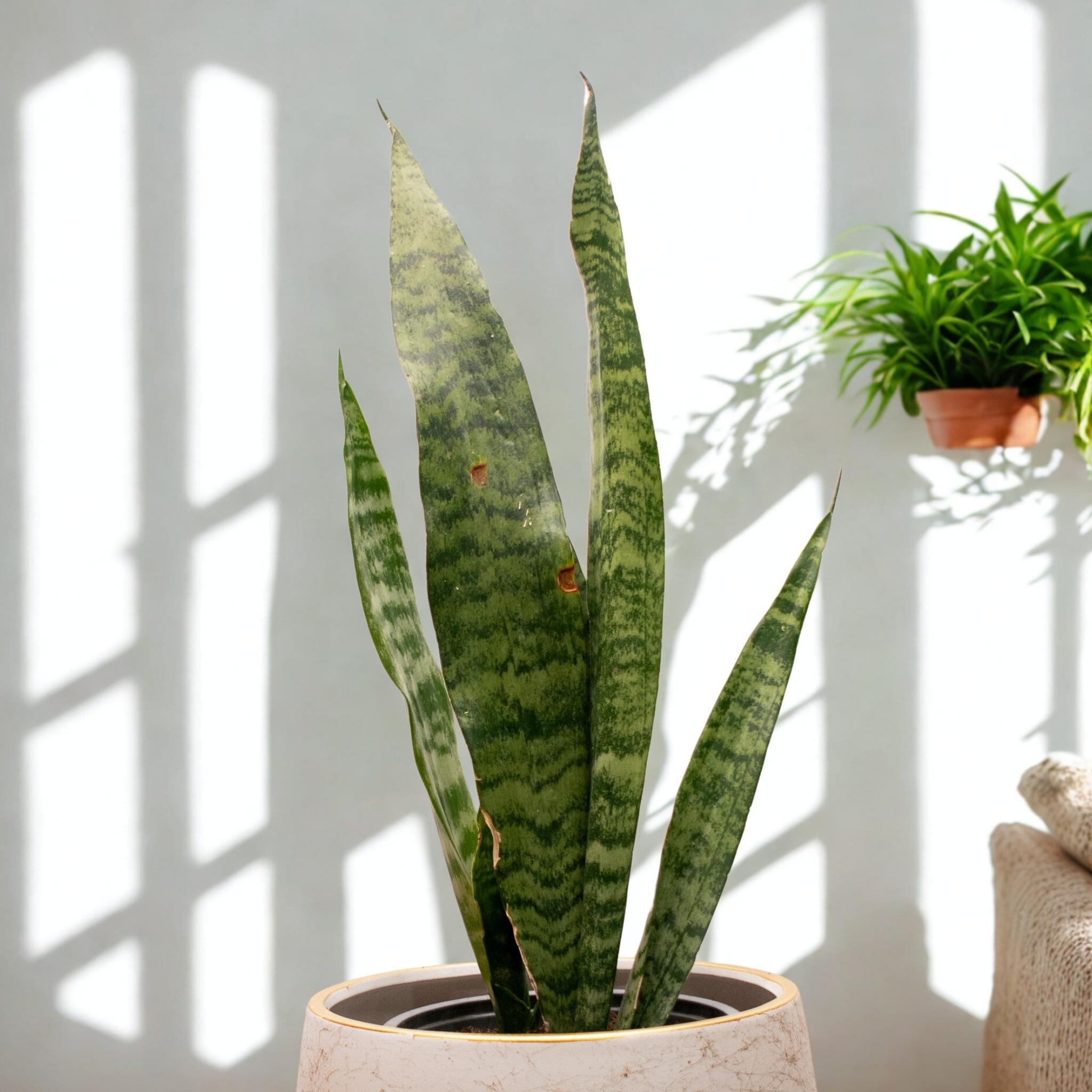 Sansevieria Zeylanica – Resistencia y Estilo para Tu Hogar u Oficina