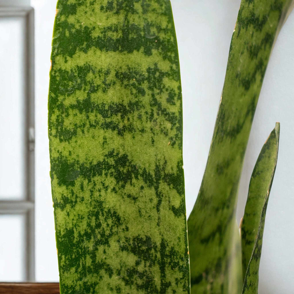 Sansevieria Zeylanica – Resistencia y Estilo para Tu Hogar u Oficina