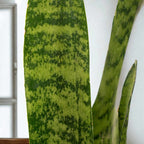 Sansevieria Zeylanica – Resistencia y Estilo para Tu Hogar u Oficina