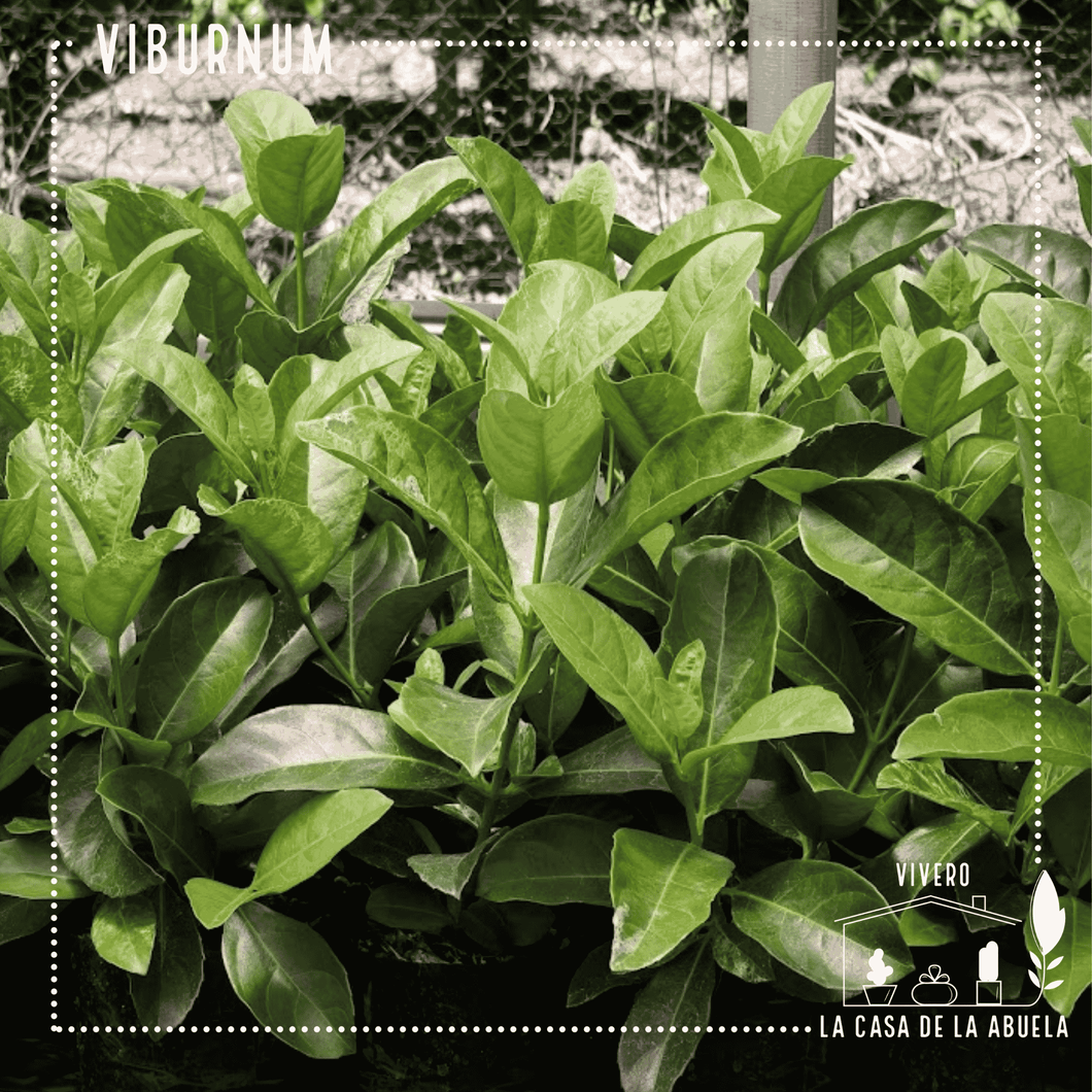 Viburnum Macrantha – El Cerco Vivo Firme, Verde y Frondoso Todo el Año