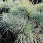 Festuca Glauca – Elegancia Azul para Jardines Modernos