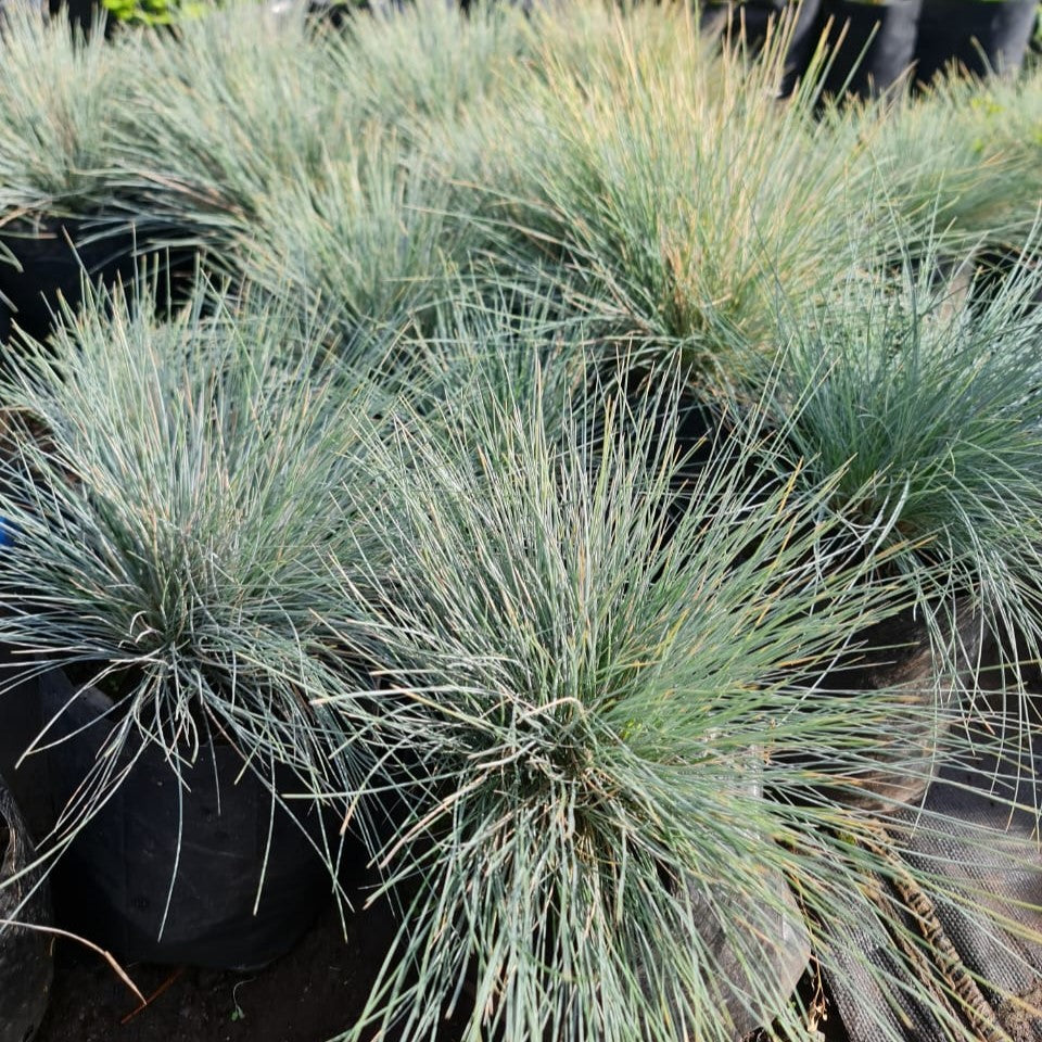 Festuca Glauca – Elegancia Azul para Jardines Modernos