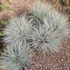 Festuca Glauca – Elegancia Azul para Jardines Modernos