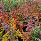 Berberis Purpurea – Color Intenso y Elegancia Natural para tu Jardín