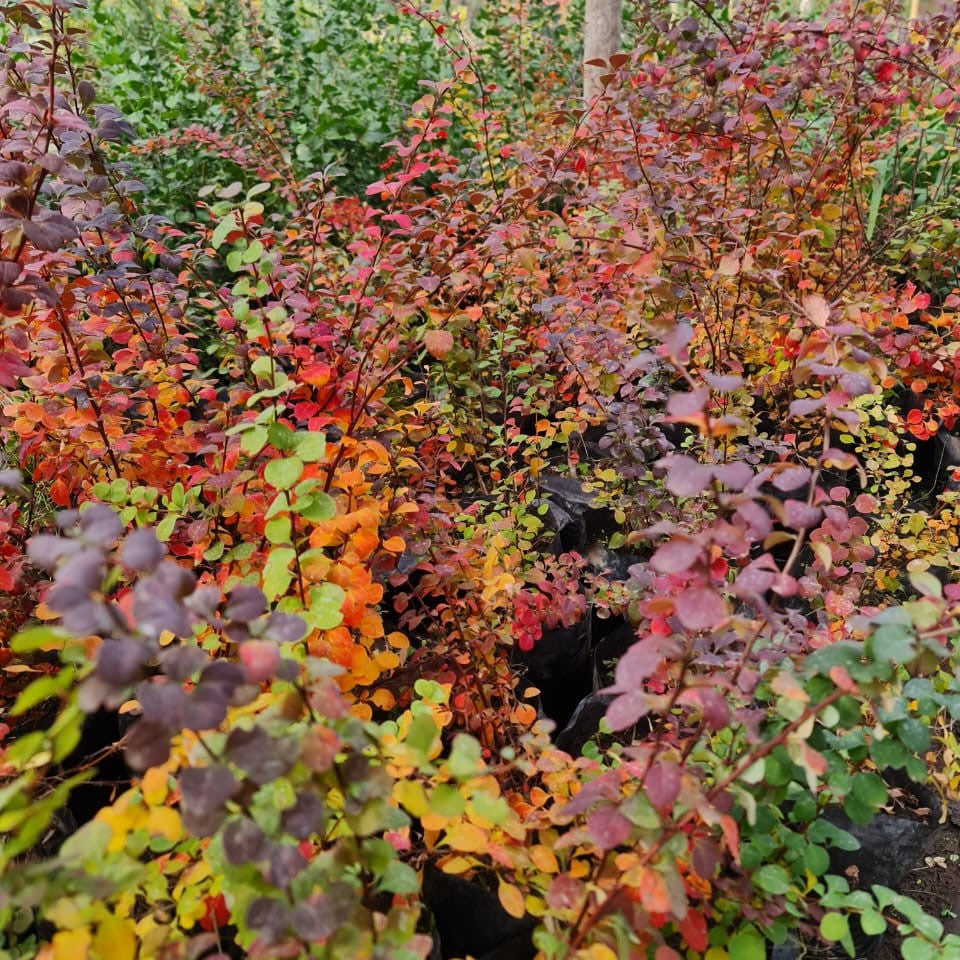 Berberis Purpurea – Color Intenso y Elegancia Natural para tu Jardín