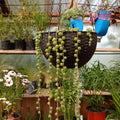 Rosario (Senecio Rowleyanus) – Una Cascada Verde que Encanta y Sorprende