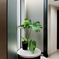 Monstera mediana– La Planta Tropical que Transforma tu Hogar en un Oasis Verde