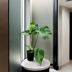 Monstera mediana– La Planta Tropical que Transforma tu Hogar en un Oasis Verde