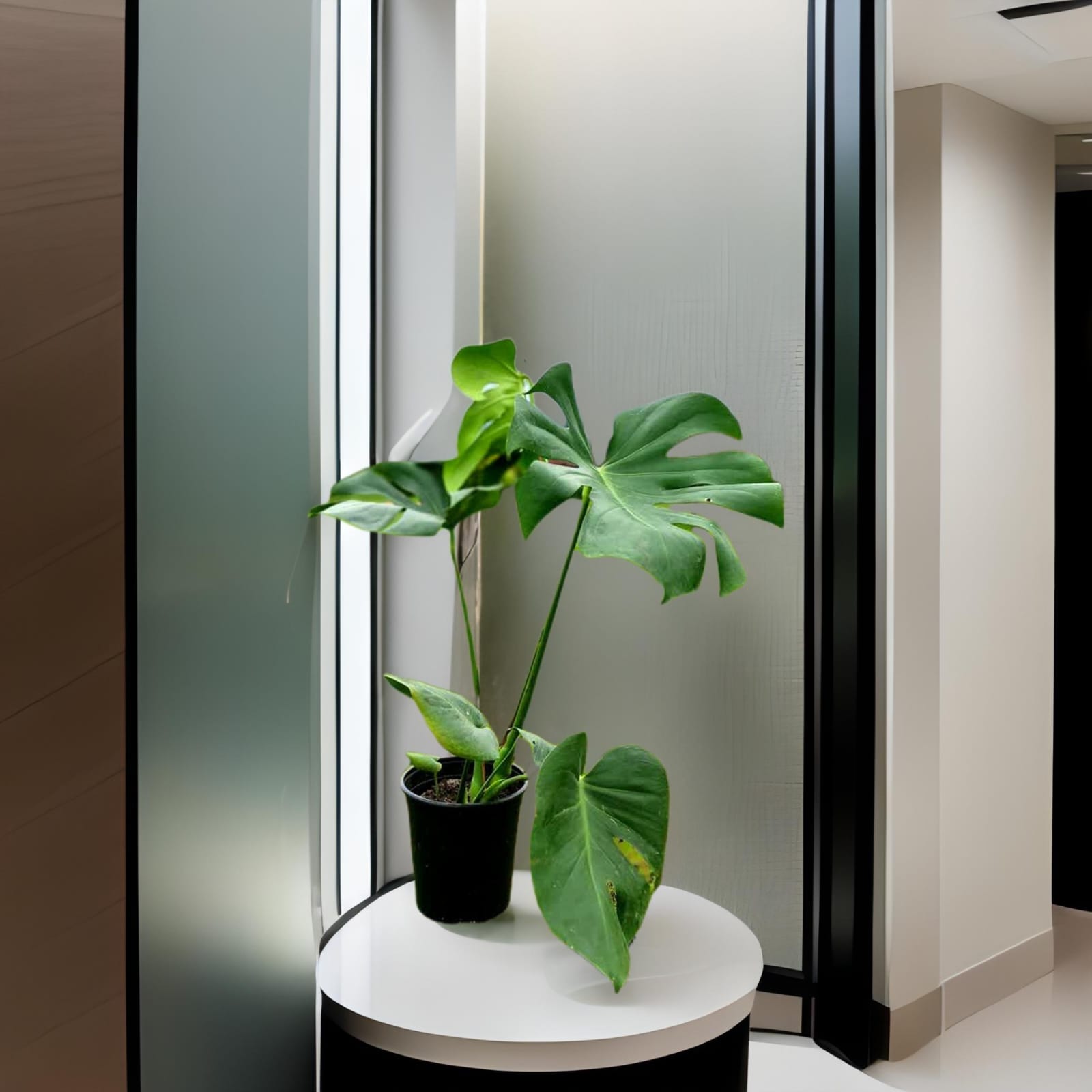 Monstera mediana– La Planta Tropical que Transforma tu Hogar en un Oasis Verde