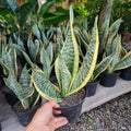 Sansevieria Superba – Belleza Vertical que Purifica tu Espacio sin Esfuerzo