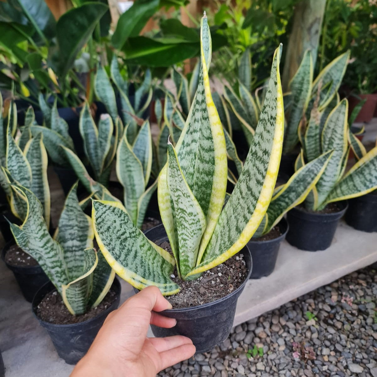Sansevieria Superba – Belleza Vertical que Purifica tu Espacio sin Esfuerzo