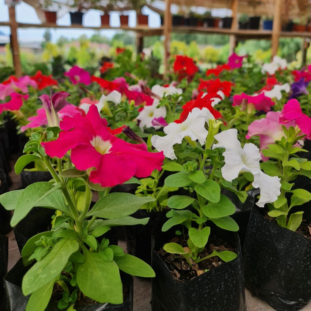 Petunias – Explosión de Color para Todo Tu Jardín